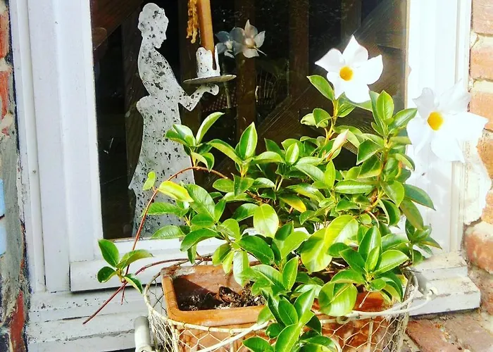 Les Hotes Des Guillemets